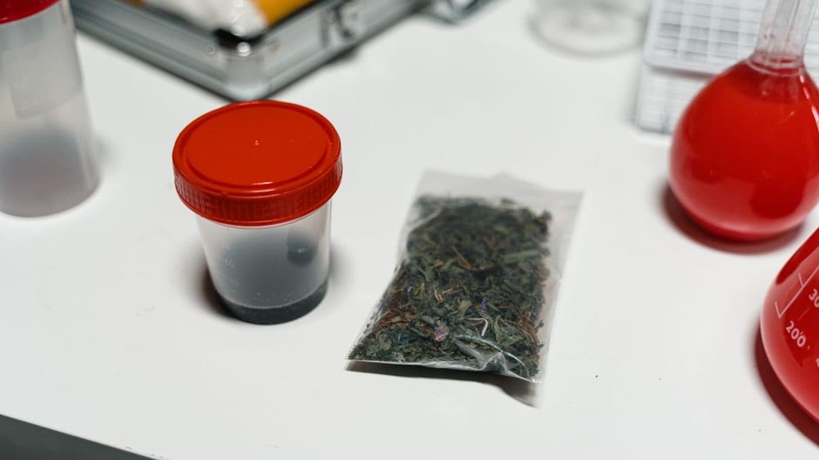 Cannabis on Minnesota Public Land: Where Federal Rules Override State Law