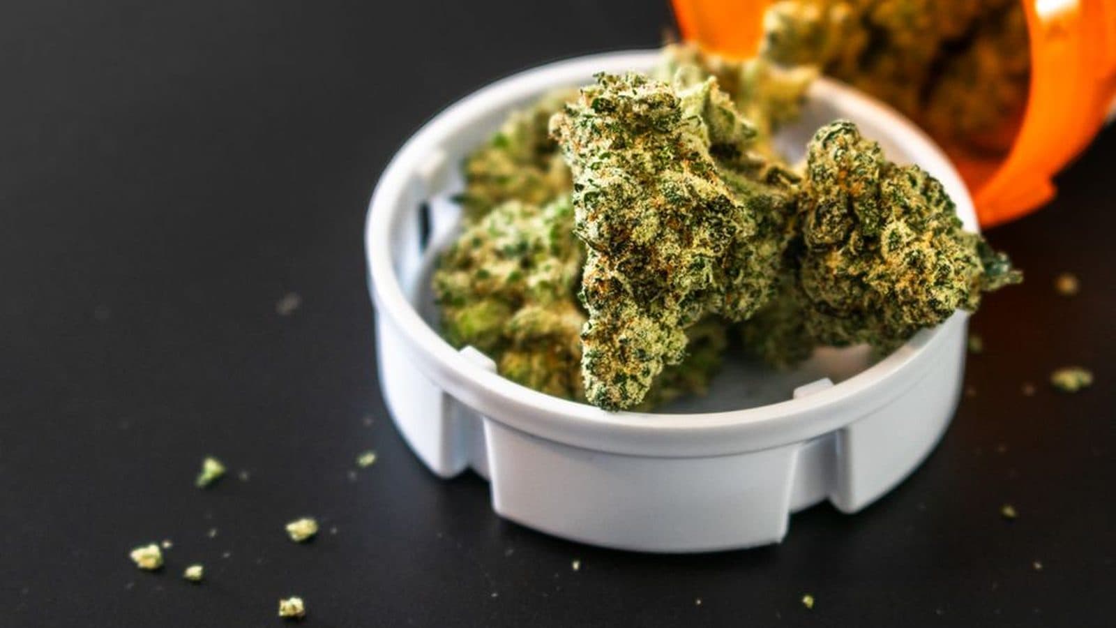 Dispensary Near Me in Minnesota: How to Check That a Store Is Licensed