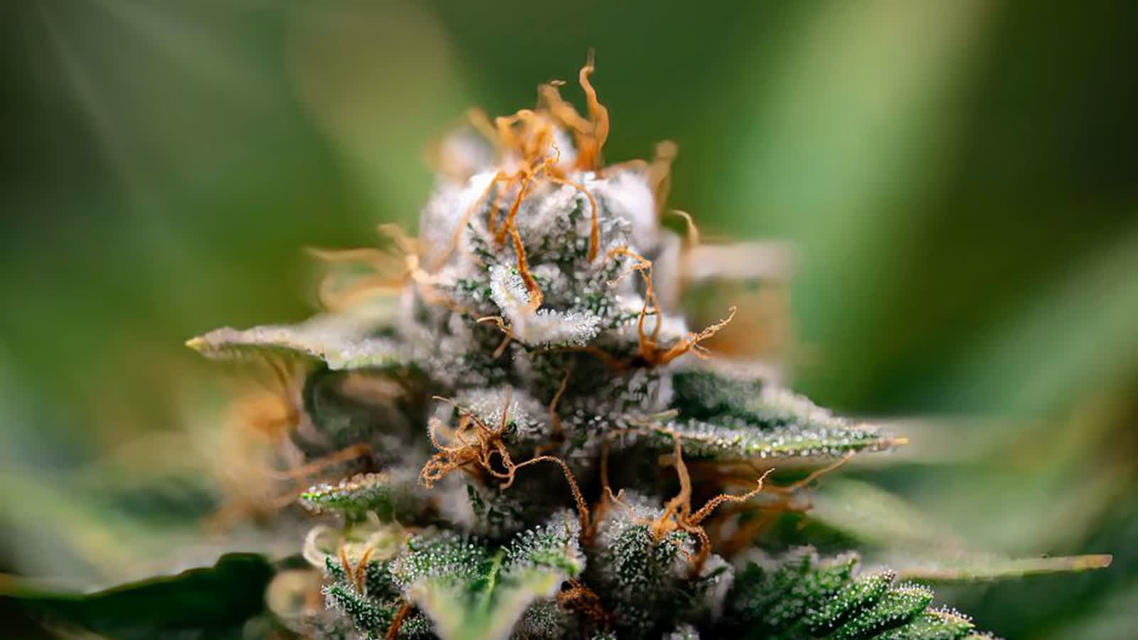 Flower by Weight: Grams, Eighths, and Ounces, and How Pre-Rolls Are Measured