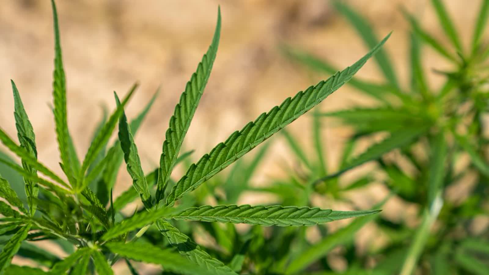 Cannabis Record Expungement in Minnesota: What Was Sealed and What Is Still Under Review